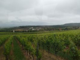 Blick über die Weinberge von Cleebronn - im Hintergrund der Freizeitpark Tripsdrill