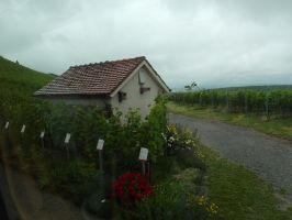 Unterwegs in den Weinbergen - dieses nette Wengerterhäusle