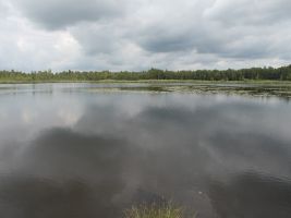 Herrliche Seerosen schwimmen auf dem Riedsee