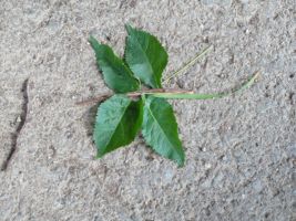 Ein gebastelter Schmetterling aus Blättern und Zweigen