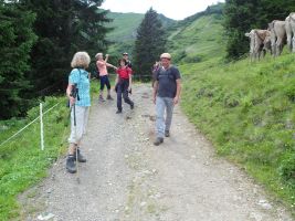 Hinter einem Weidegatter amüsieren sich die Wanderer über die seltene Formation einer Kuhherde. Die Tiere stehen sauber im Wechsel mal mit dem Kopf und mal mit dem Hinterteil zum Weg hin.