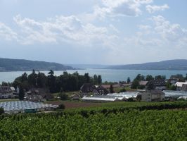 Auch Wein wird auf der Reichenau angebaut