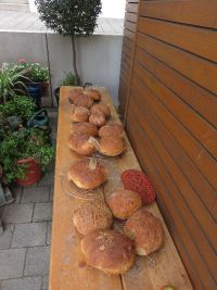 Alle Brote sind wunderbar gelungen!