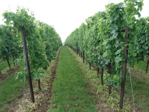 Soweit das Auge reicht: überall herrliche Reben