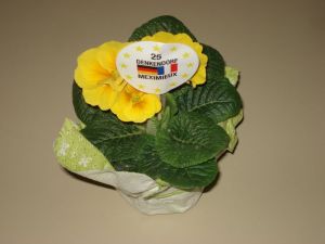 Hier eines der Primeltöpfe mit Jubiläums-Aufkleber