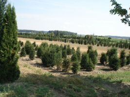 Auf der Rundfahrt um den Hof durchquert man auch das Gelände mit der Baumschule des Nachbarn