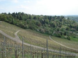 Immer wieder schön: Ein Spaziergang durch die Weinberge