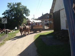 Fröhlich startet die Fahrt mit dem Planwagen
