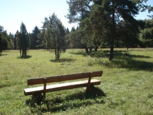 Die Fahrt führt durch die idyllische Wacholderheide